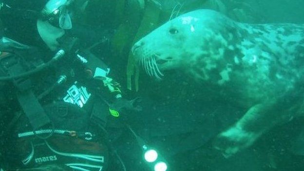 Isle of Man grey seal swims with teenager