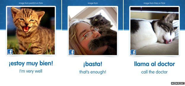 Composite image of cats and Spanish phrases
