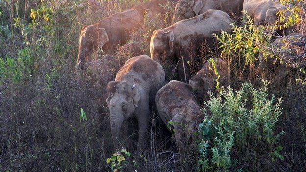 Wild Asian elephant herd resting in the shade of the valley