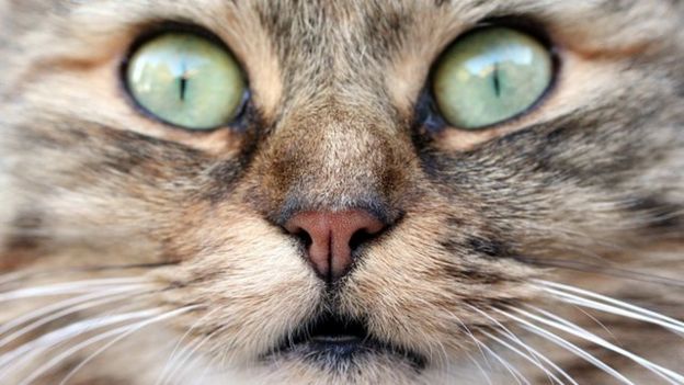 Cats 'control mice' with chemicals in their urine - BBC News