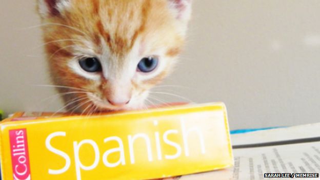 Kitten and Spanish dictionary