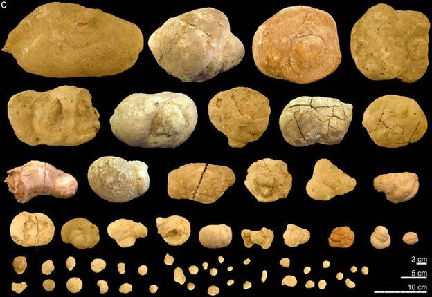 Diversity of coprolite shapes and sizes from several communal latrines