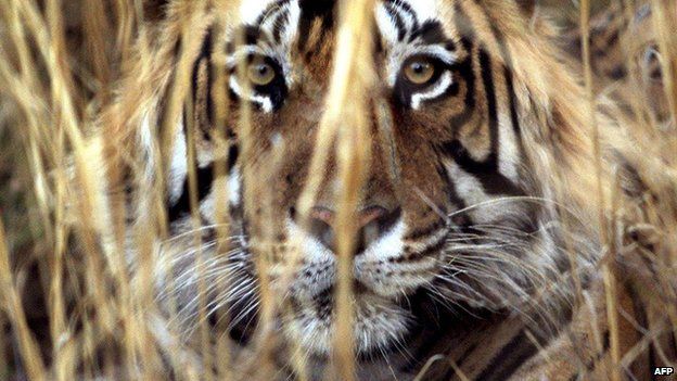 India tiger