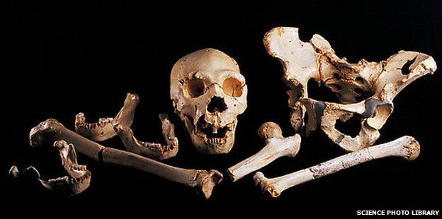 https://ichef.bbci.co.uk/news/624/mcs/media/images/71534000/jpg/_71534617_e4360113-human_fossils,_sima_de_los_huesos-spl.jpg