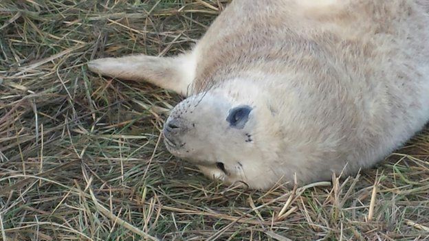 Seal pup at Donna Nook Nature Reserve