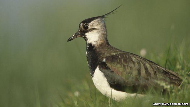 Fewer dotterel on Scotland's mountains, scientists say - BBC News