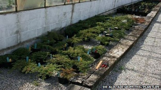 Rare Lizard Juniper Plant Reintroduction Hope By Conservationists Bbc News 2683