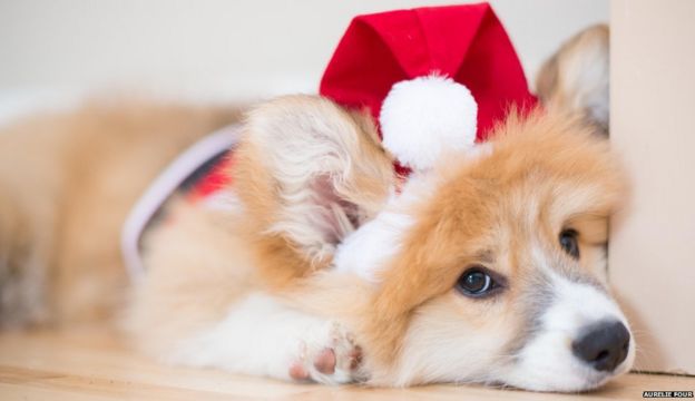 Your pictures: Christmas - BBC News