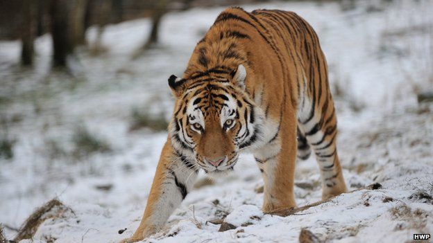 Highland Wildlife Park's Amur tiger Marty gets root canal - BBC News