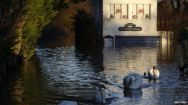 Swans on flood water