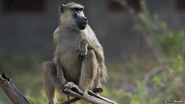 A young baboon in Kenya