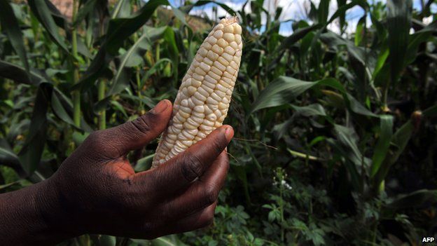 A woman holds a corn cob in a farm in Chinhamora, Zimbabwe