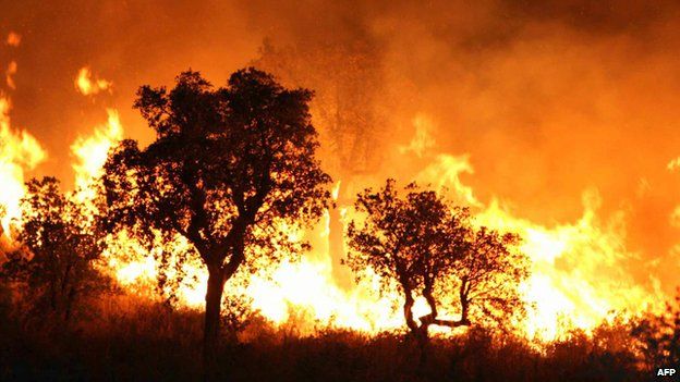 Forest fire near Tlemcen in Algeria