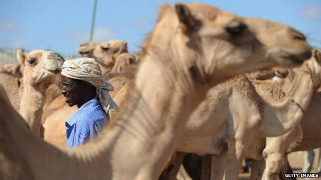 A farmer trying to sell his camels in Hargeisa, Somaliland