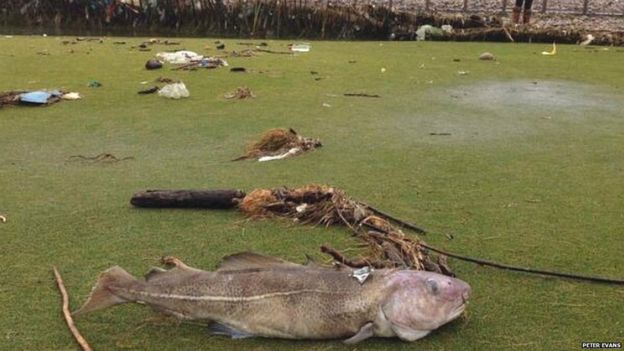 In Pictures: Wales storms and aftermath - BBC News