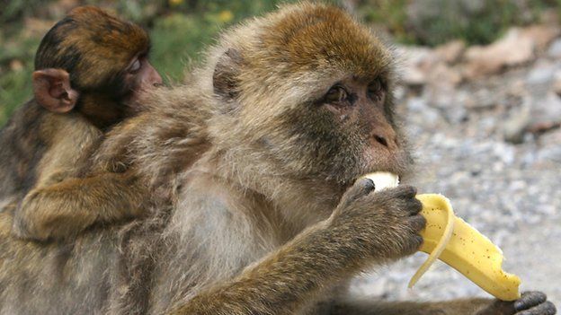 Monkeys banned from eating bananas at Devon zoo