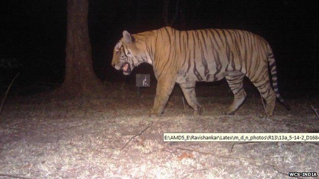 A camera-trap photo of the Bandipur man-eater in its prime