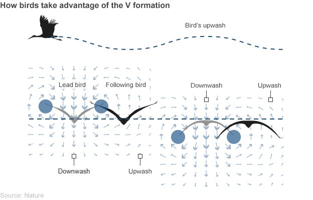 Fly Like A Bird The V Formation Finally Explained Bbc News