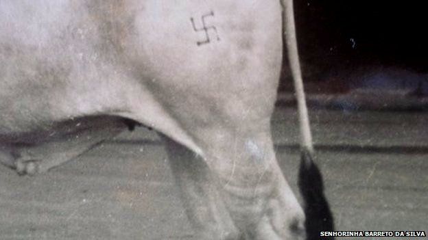 Livestock branded with a swastika