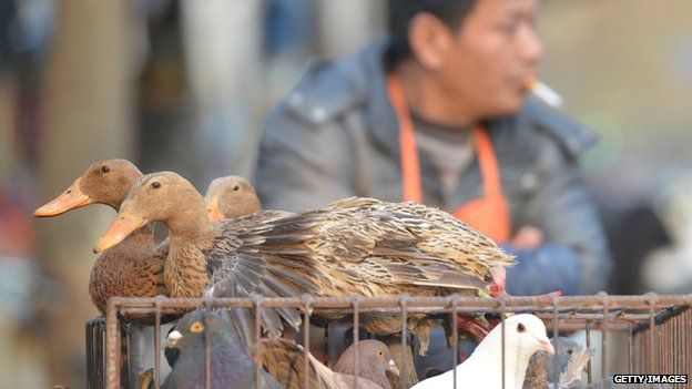 Ducks at poultry market