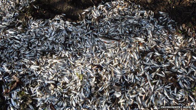 Dead fish found in Goring