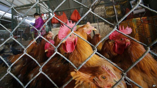 File image of live chickens in a cage at a wholesale poultry market in Shanghai on 21 January 2014