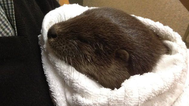 Otter cub wrapped in towel after river rescue
