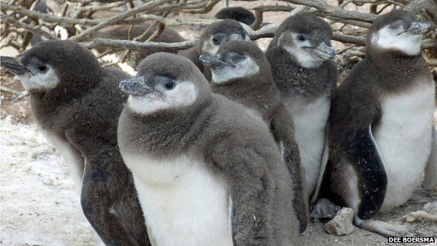 penguins