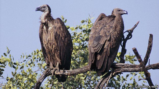 Oriental white-backed vultures (Image: Guy Shorrock/rspb-images.com)