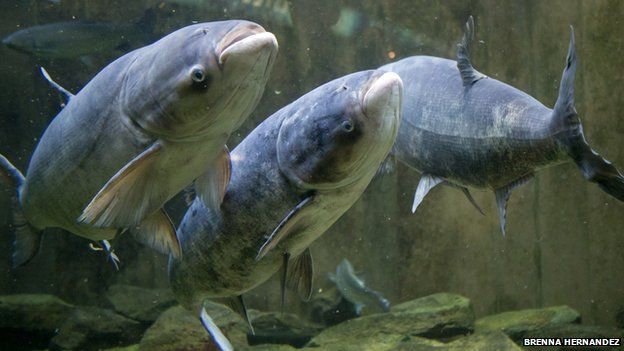 Chicago goes to war with Asian carp - BBC News