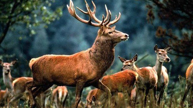 Red deer stag in front of a herd of hinds