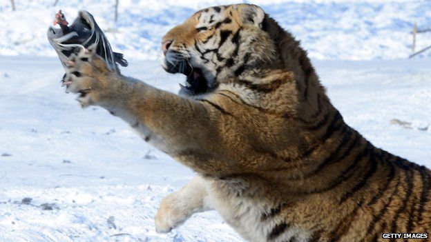 Siberian tiger catches a live chicken
