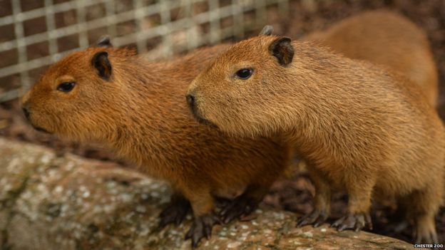 Capybara triplets born at Chester Zoo - BBC Newsround