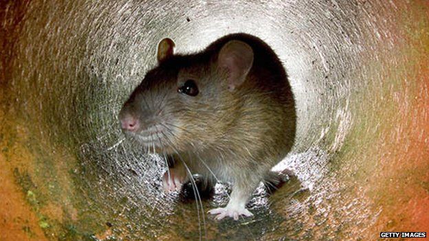 File image of a rat