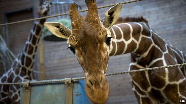 Surplus' giraffe put down at Copenhagen Zoo - BBC News