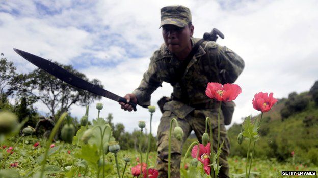 Mexican soldiers cut off poppy flowers during an operation at Petatlan hills in Guerrero state, Mexico, on 28 August 2013