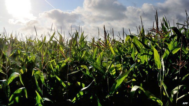 Corn field in France - file pic