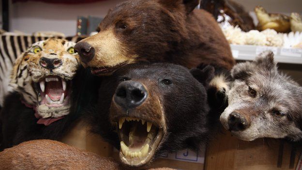 Taxidermy endangered species seized by UK Border Force officers