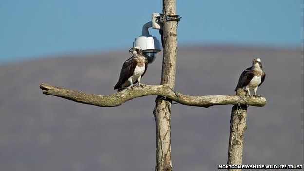 Glesni (left) and Monty (right) on the ash tree perch