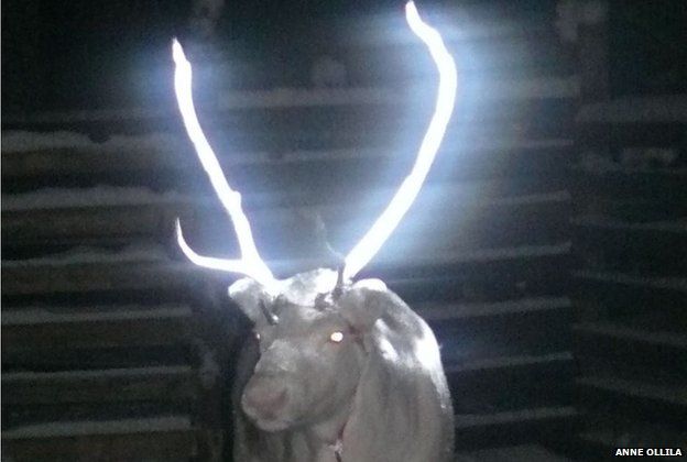Reindeer treated with reflective substance