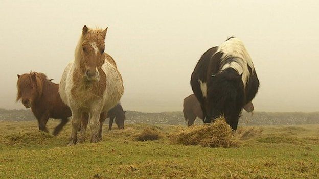 Ponies on Dartmoor
