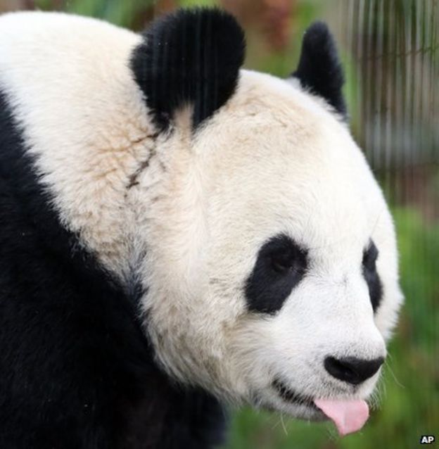 Panda diplomacy - what is it? - BBC Newsround