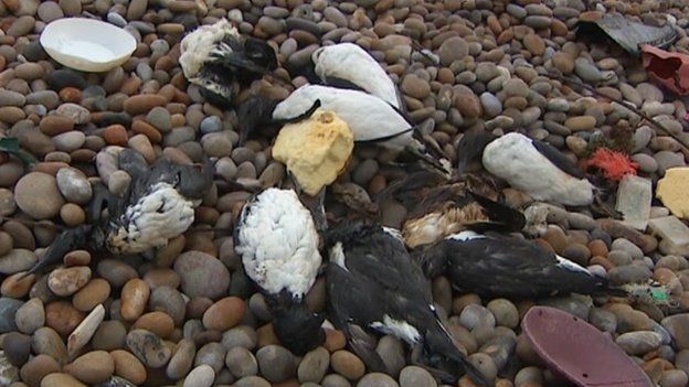 Nine dead birds and lumps of the pollutant