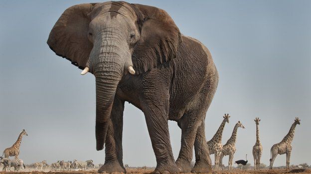 An elephant in Etosha National Park, Namibia