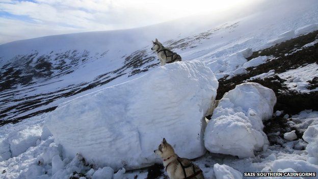 Dogs give scale of avalanche debris in Southern Cairngorms
