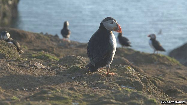 Puffins on Skomer