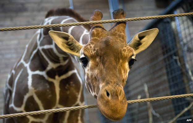 Marius the giraffe, who was shot dead and autopsied in the presence of visitors to the gardens at Copenhagen zoo on February