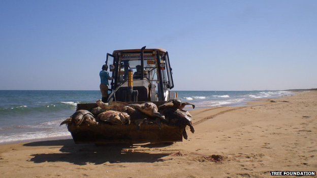 Olive Ridleys being taken away for mass burial on the Andhra Pradesh coast