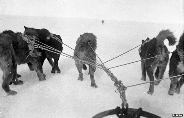 Dogs pull a sled ridden by Xavier Mertz