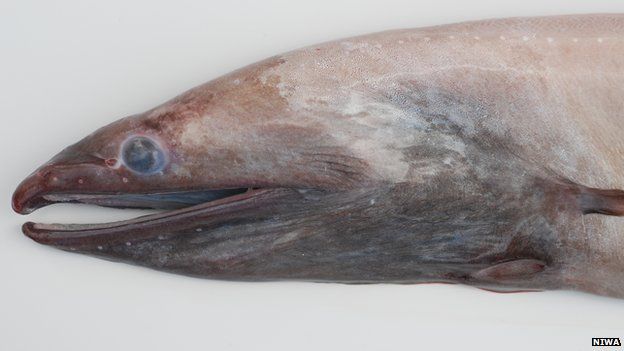 arrow tooth eel
